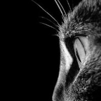 Котики-5 :: irina Schwarzer 