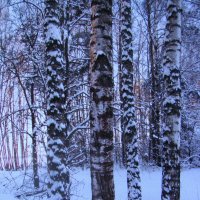 В лесу :: Людмила Смородинская