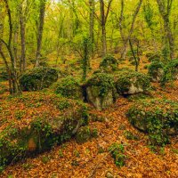 лес на Мангуп Кале :: Виталий Емельянов