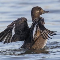 турпан. :: юрий макаров