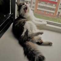 Манулий Муркинсон :: Nora Nowhere