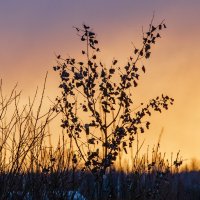 ___ :: Галина Ложечникова