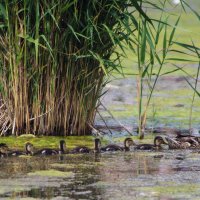 *** :: Александр. AVG100 ---