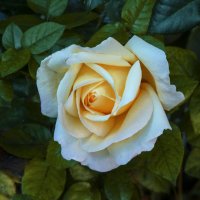 Глория  Дей :: Валентин Семчишин