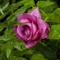 Розовая  роза :: Валентин Семчишин