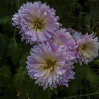 Хризантемы :: Валентин Семчишин