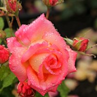 ...после дождя... :: Александр Герасенков ...после дождя... :: Александр Герасенков