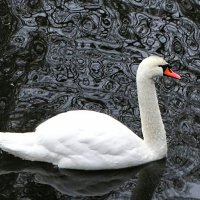 Лебедь на пруду городского сада. :: Милешкин Владимир Алексеевич 