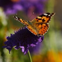 О лете :: Юрий. Шмаков