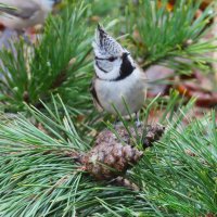 Гренадерка :: Ольга Митрофанова