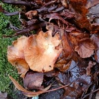 Ещё живы опята :-) :: Лия ☼