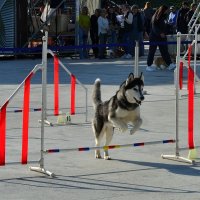 Хаски чемпион :: Александр Рыжов Хаски чемпион :: Александр Рыжов
