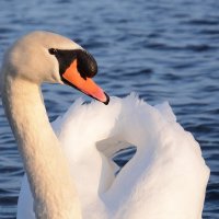 Красавец. :: Sergey (Apg)