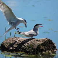 Малые крачки :: Ната Волга