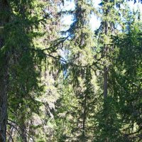 Тайги кусочек. :: ВикТор Быстров