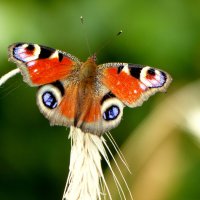 опять про бабочек...204 :: Александр Прокудин