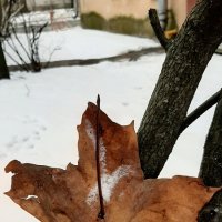 Зима 2025. Февраль :: Наталья Герасимова