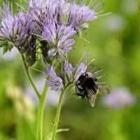 ...про шмеля и фацелию... :: Александр Герасенков ...про шмеля и фацелию... :: Александр Герасенков