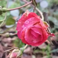 Роза декабря :: Любимова Ольга 