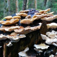 Древесные грибы на старой берёзе. :: Милешкин Владимир Алексеевич 