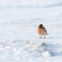 Зяблик на снегу :: Владимир Лазарев