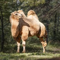 Верблюд :: SanSan 