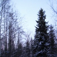 Стройная ёлочка :: Людмила Смородинская