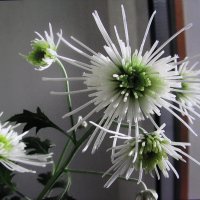 Красота на окошке :: Людмила Смородинская