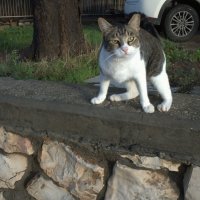 КОШКИ НАШЕГО ГОРОДА  2025г :: ujgcvbif 