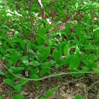 взгрустнулось по ландышам :: Елена Шаламова