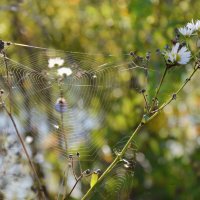 Блестит на солнце паутинка, ромашка дремлет на ветру... :: Надежда Куркина 