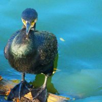 Я не в  духе ..... :: Валентин Семчишин