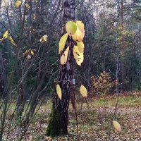 стоит статуя глазами вниз :: Владимир 