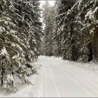 Зимний лес :: Валентина Надсон