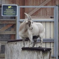 На подиуме :: Freddy 97 На подиуме :: Freddy 97