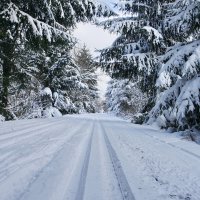 "Лыжня ведёт, в лесу петляя" :: Ирэн 