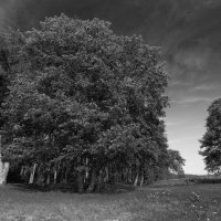 Б/Н :: Николай 