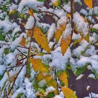 Встреча осени с зимой :: Андрей K.