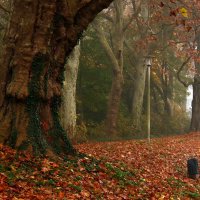 Средь деревьев вековых :: Юрий. Шмаков