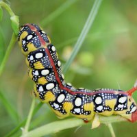 Гусеница бражника молочайного :: Надежда Куркина 