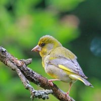 зеленушка :: Andrey Bragin 