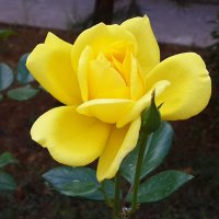 Уже раскрылась :: Светлана 