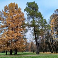 Осень :: Сапсан 