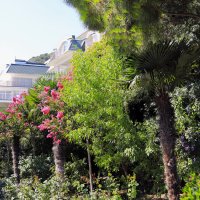 Палитра крымских парков :: Леонид 