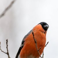 Снегирь :: Владимир Лазарев