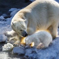 Белый :: SanSan 