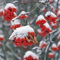 Рябинка в шапочках :: Галина Нестратова