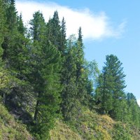 На склоне. :: ВикТор Быстров