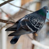 Фотограф, а батон покрошить? :-) :: Андрей Заломленков