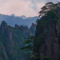 Сосны :: svabboy photo